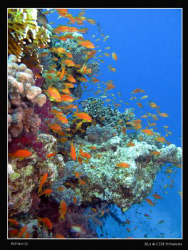 Reef. Canon G10 & Inon D2000 strobe by Bea & Stef Primatesta 